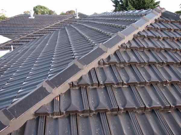 new grey pointing